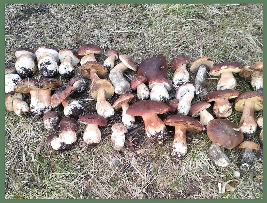 Дары леса. - Ольга Довженко Дары леса. - Ольга Довженко