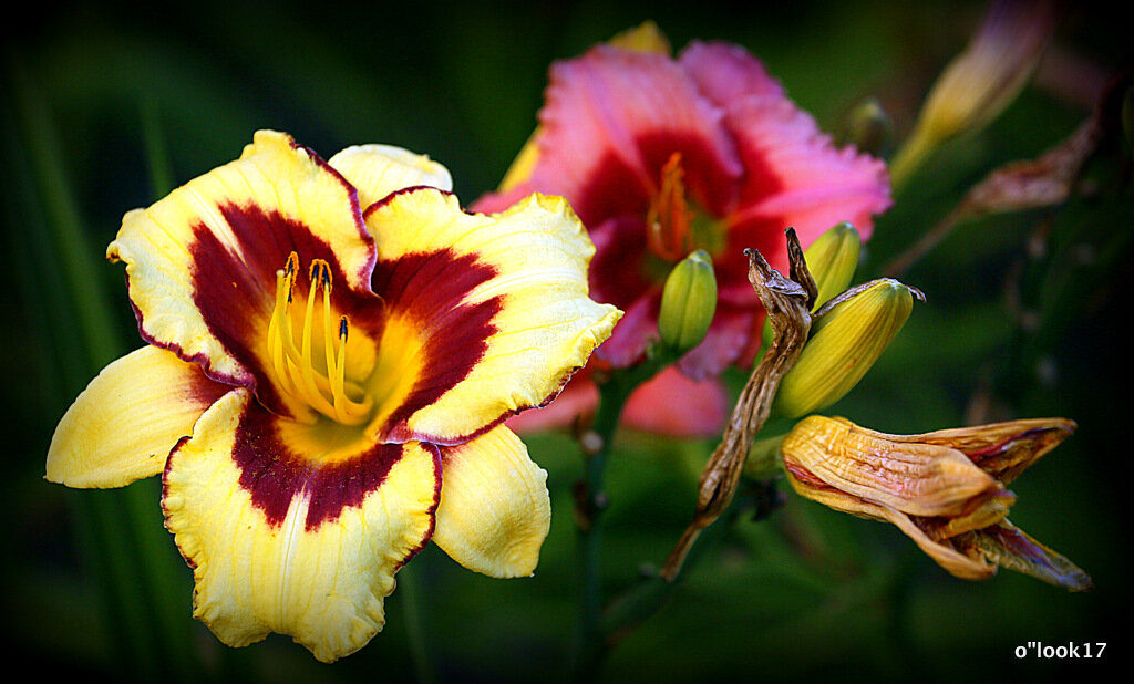 они на радость нам даны - Олег Лукьянов они на радость нам даны - Олег Лукьянов