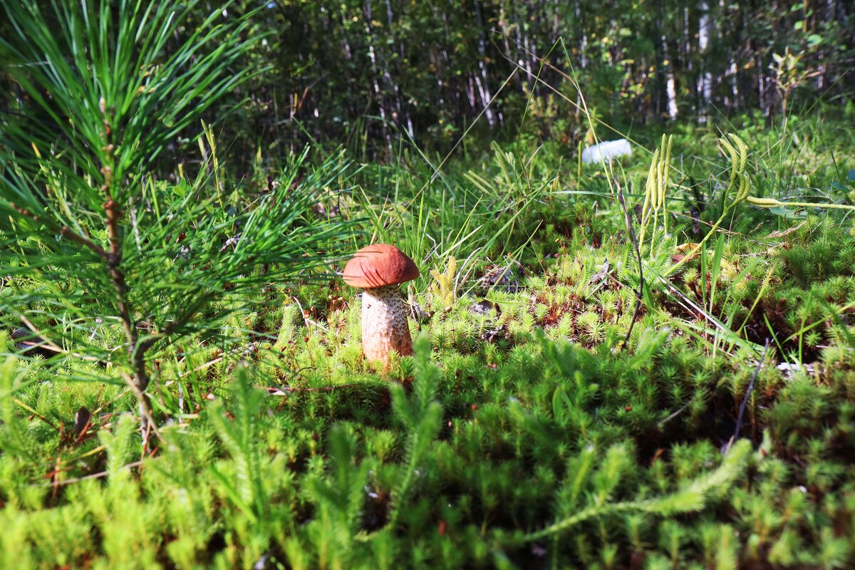 Июль...На лесной полянке- юный грибок! - Владимир Июль...На лесной полянке- юный грибок! - Владимир