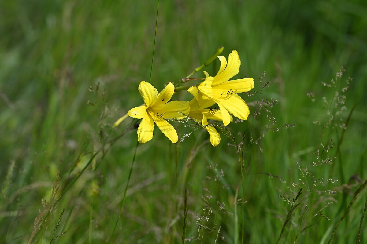 Жёлтые лилии - Ольга 