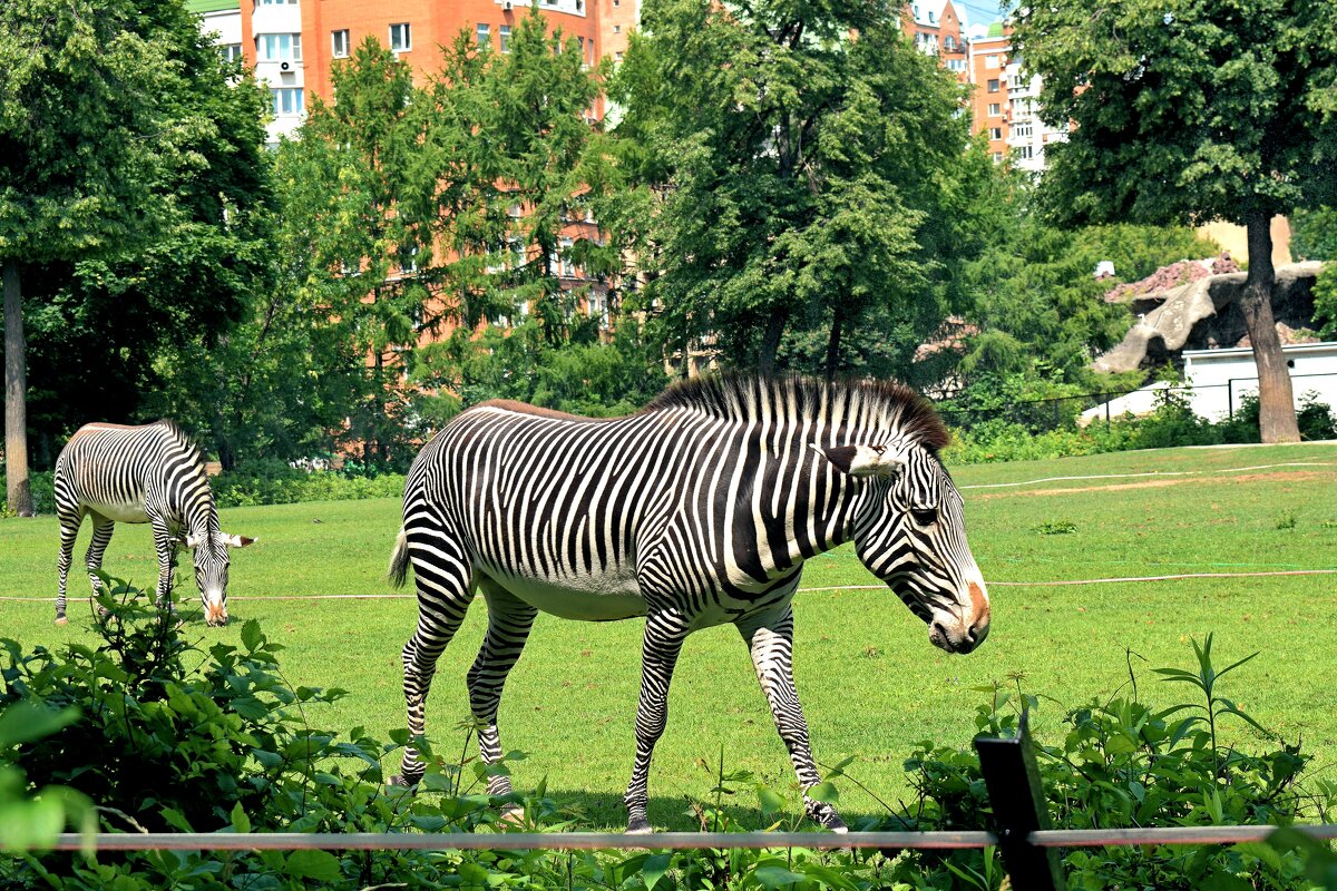 Зебра: символ свободы и непредсказуемости. - Татьяна Помогалова