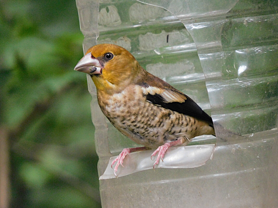 Молодой дубонос - Лина Молодой дубонос - Лина