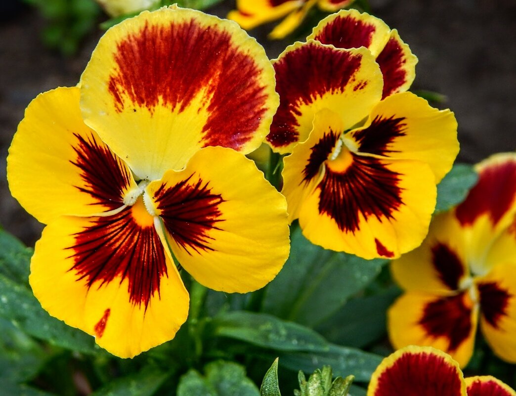 Анютины глазки словно из сказки! - Елена Хайдукова ( Elena Fly ) Анютины глазки словно из сказки! - Елена Хайдукова ( Elena Fly )