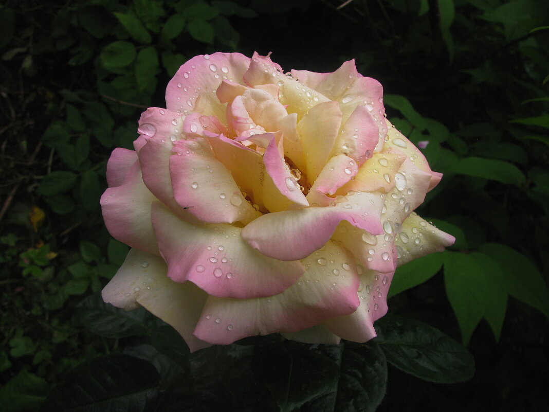 Красавица - Людмила Смородинская