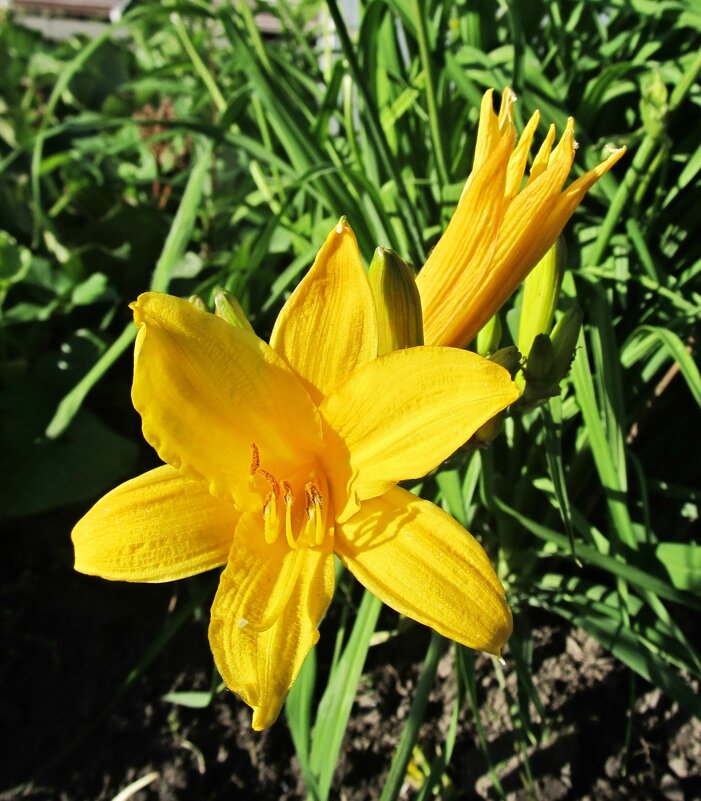 Лилейник - PRP 