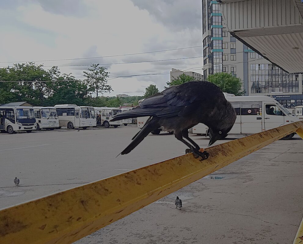 галка - Елена Шаламова