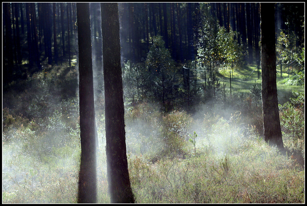 Лесной туман - Aleksandr Gal