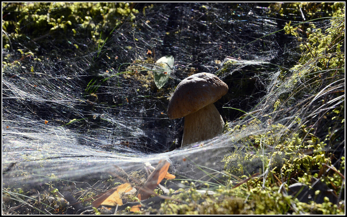 Окружили.... - Aleksandr Gal
