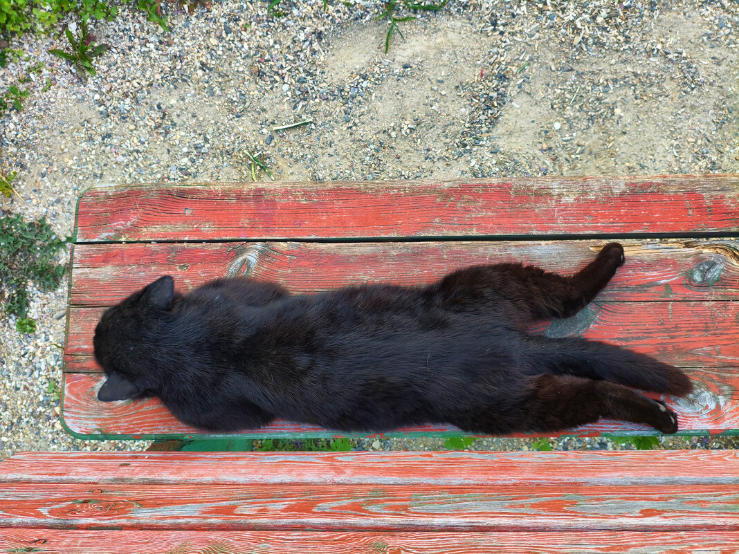 Будь, как этот кот)) - Денис Бочкарёв