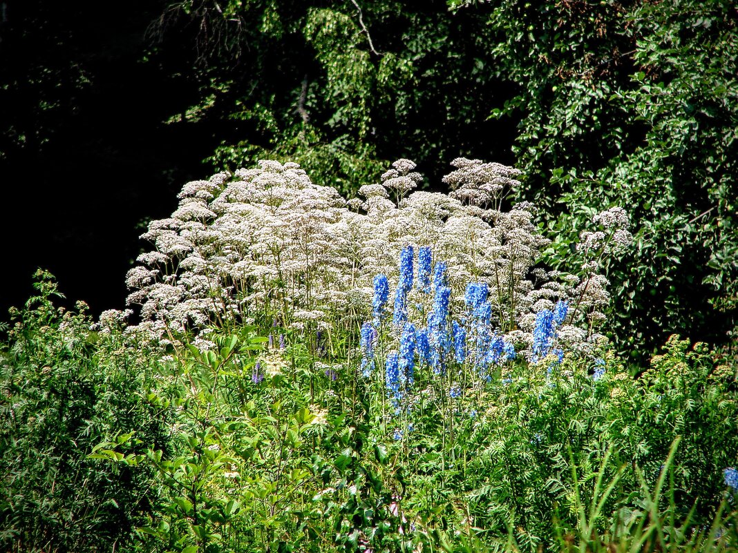 Белые и голубые,,,) - Анатолий Колосов