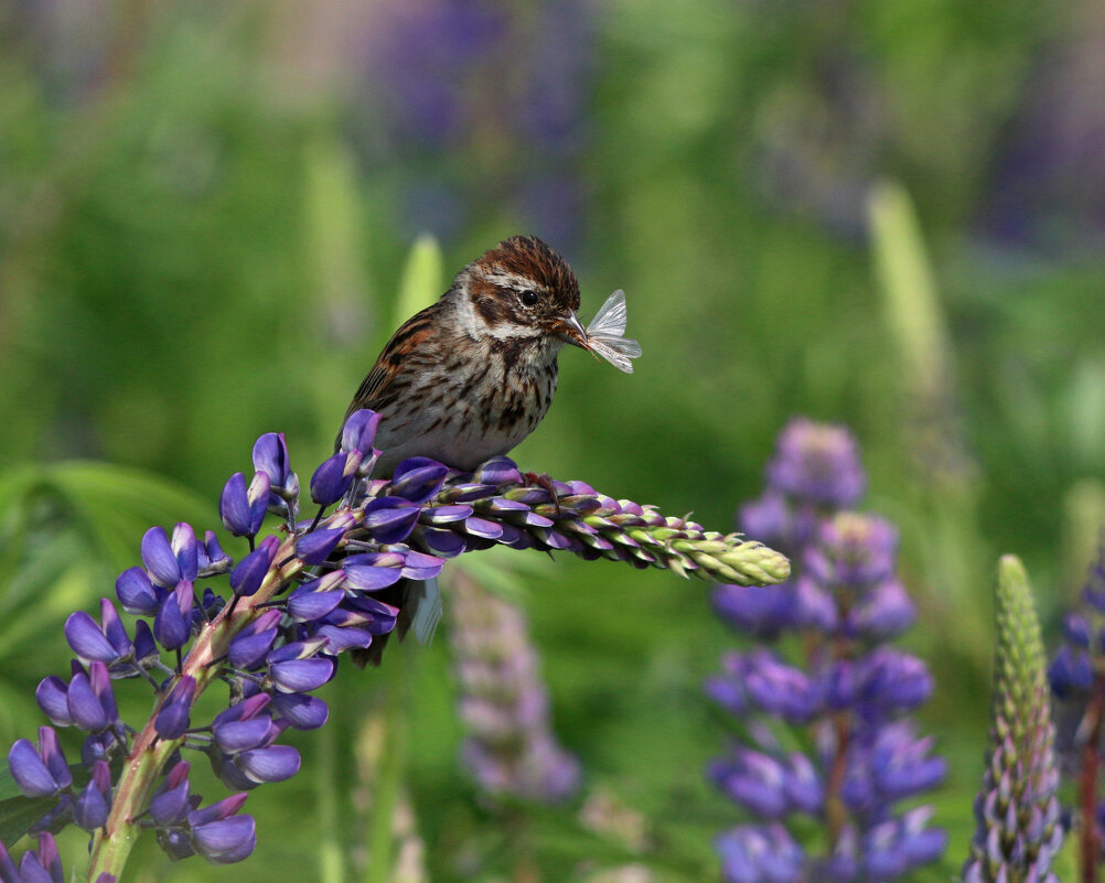 Камышовая овсянка на люпине - Георгий Бондаренко Камышовая овсянка на люпине - Георгий Бондаренко