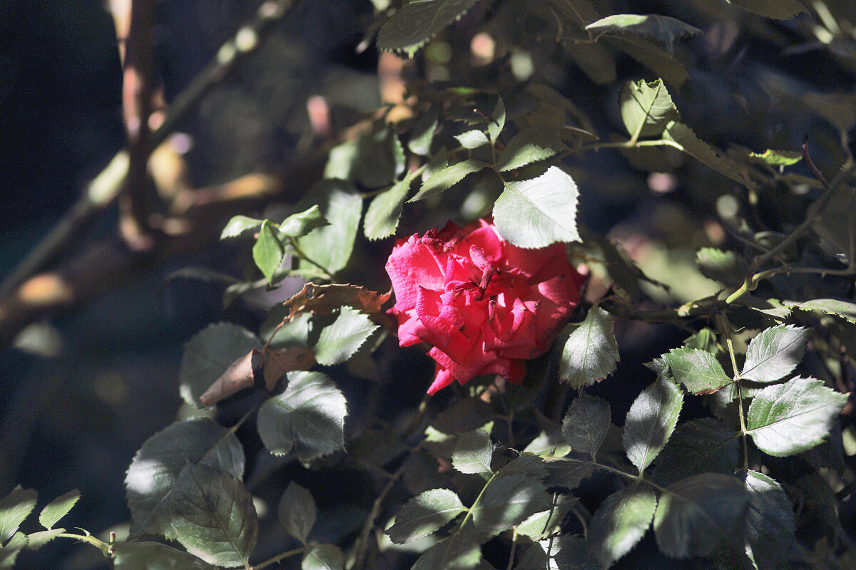 Розочка - Юрий Гайворонскiий Розочка - Юрий Гайворонскiий