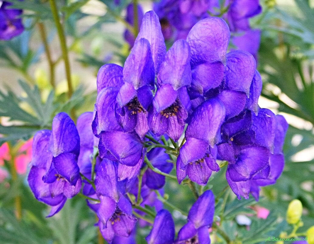А у нас во дворе... - Андрей Заломленков