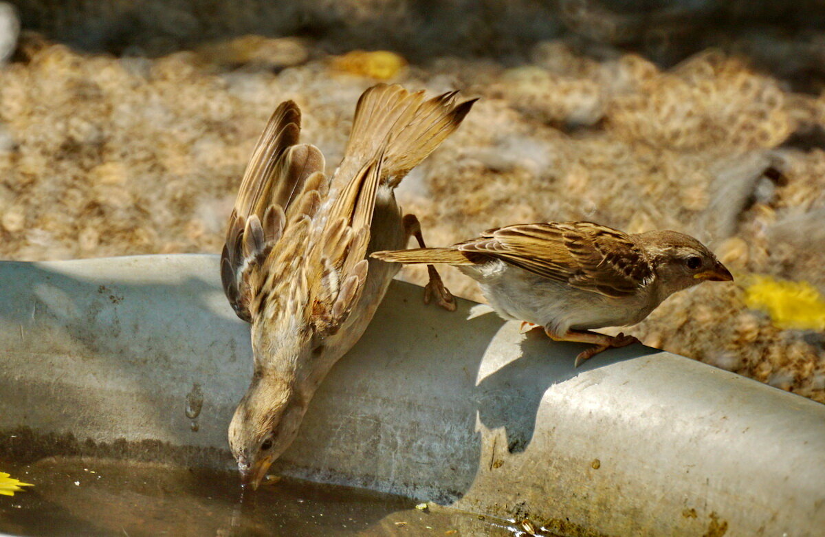 Воробей - почти домашняя птица...-) - Николай Саржанов Воробей - почти домашняя птица...-) - Николай Саржанов
