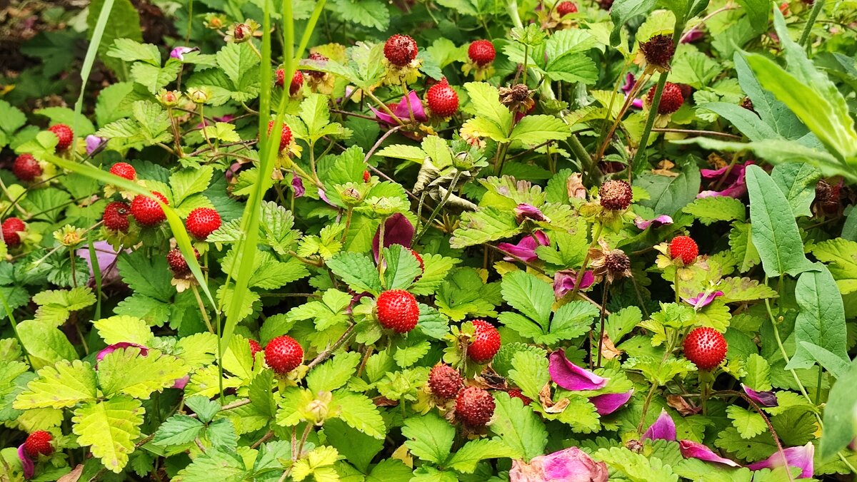 ,,, - Сергей Тимоновский ,,, - Сергей Тимоновский