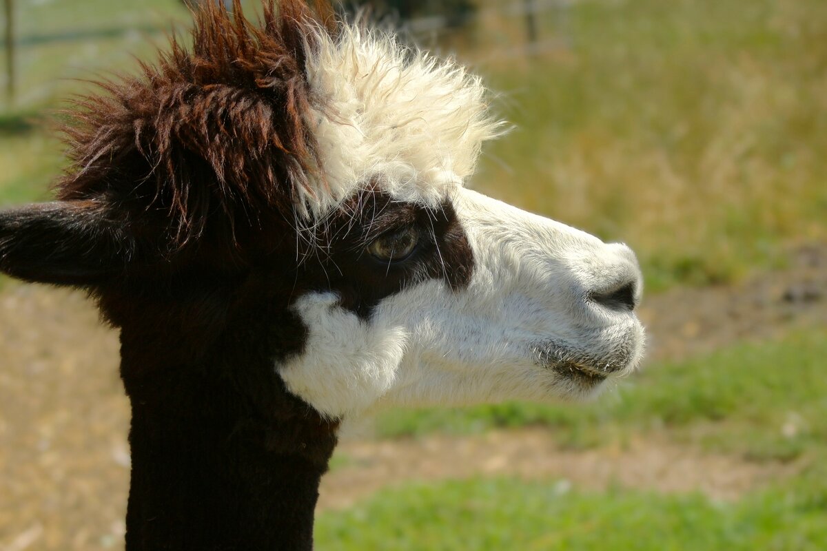 Загрустил - Юрий. Шмаков
