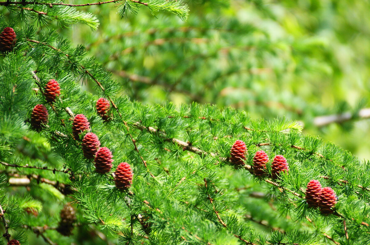 НАЧАЛО - Виктор Никитенко НАЧАЛО - Виктор Никитенко