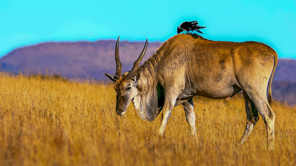 Антилопа Канна - Aleksey Afonin