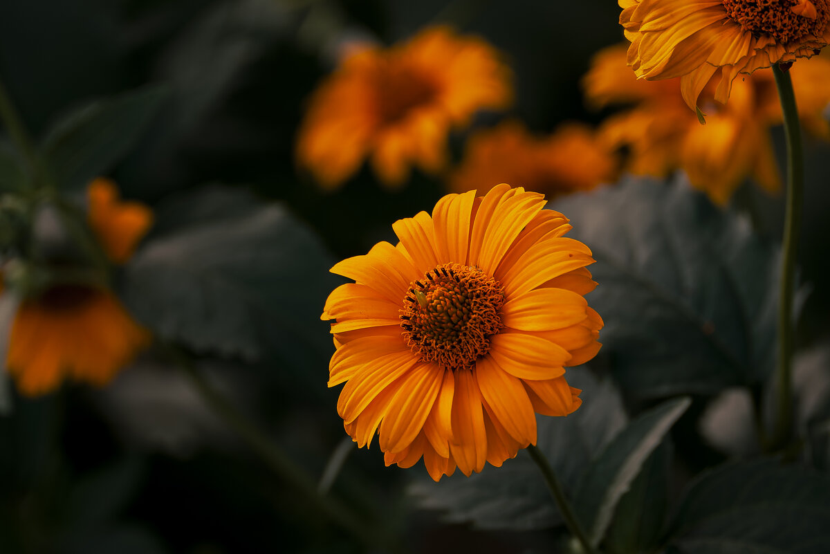 Цветы — это поэзия, которую можно увидеть. - Вадим Басов