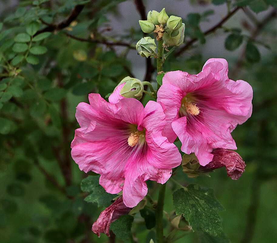 Мальвочка - Светлана 