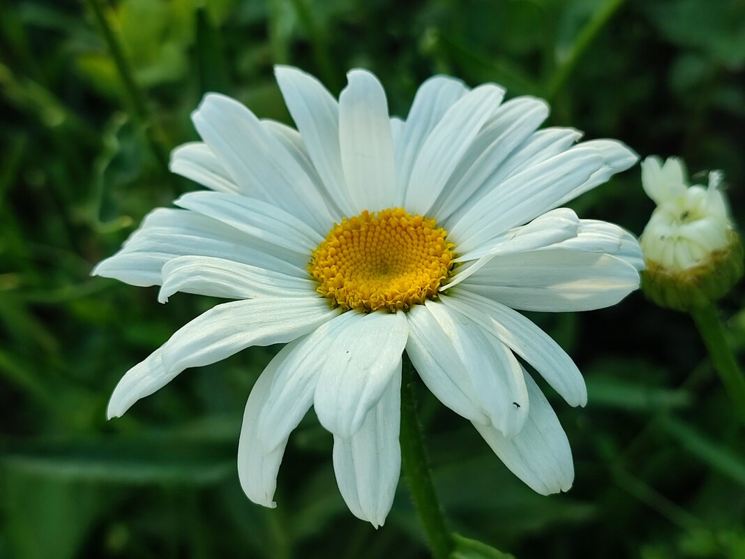 Ромашка - Валентина Богатко 