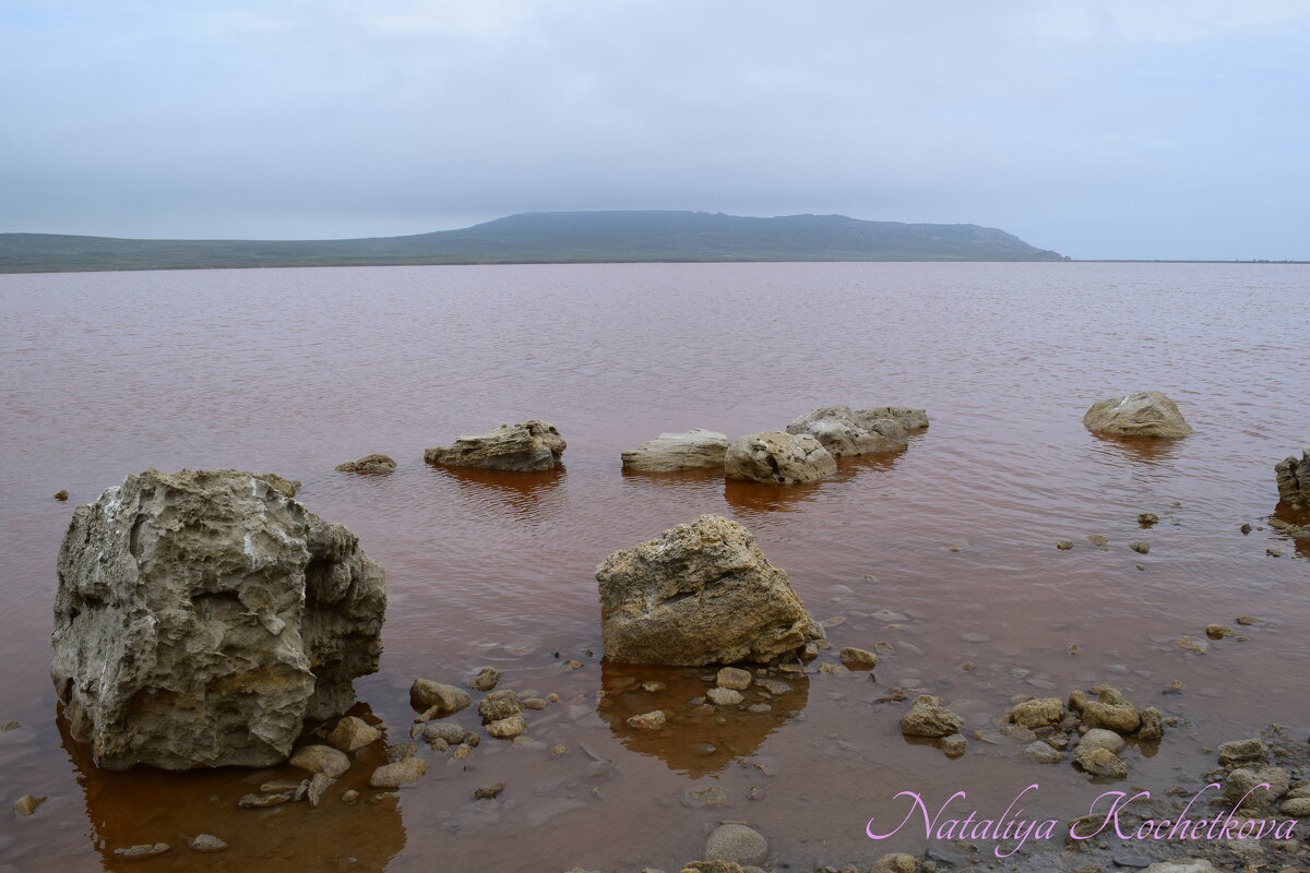 Природа Крыма - Amazing Cosmea Природа Крыма - Amazing Cosmea