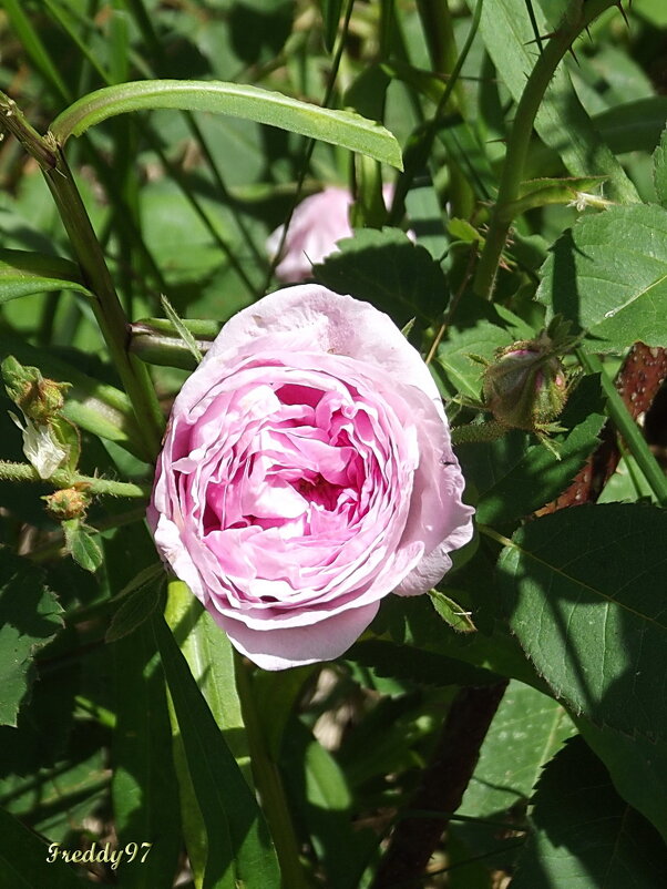 Роза - Freddy 97