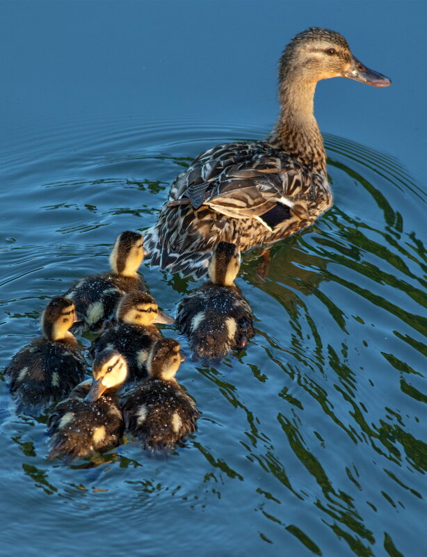 -- - vladimir -- - vladimir