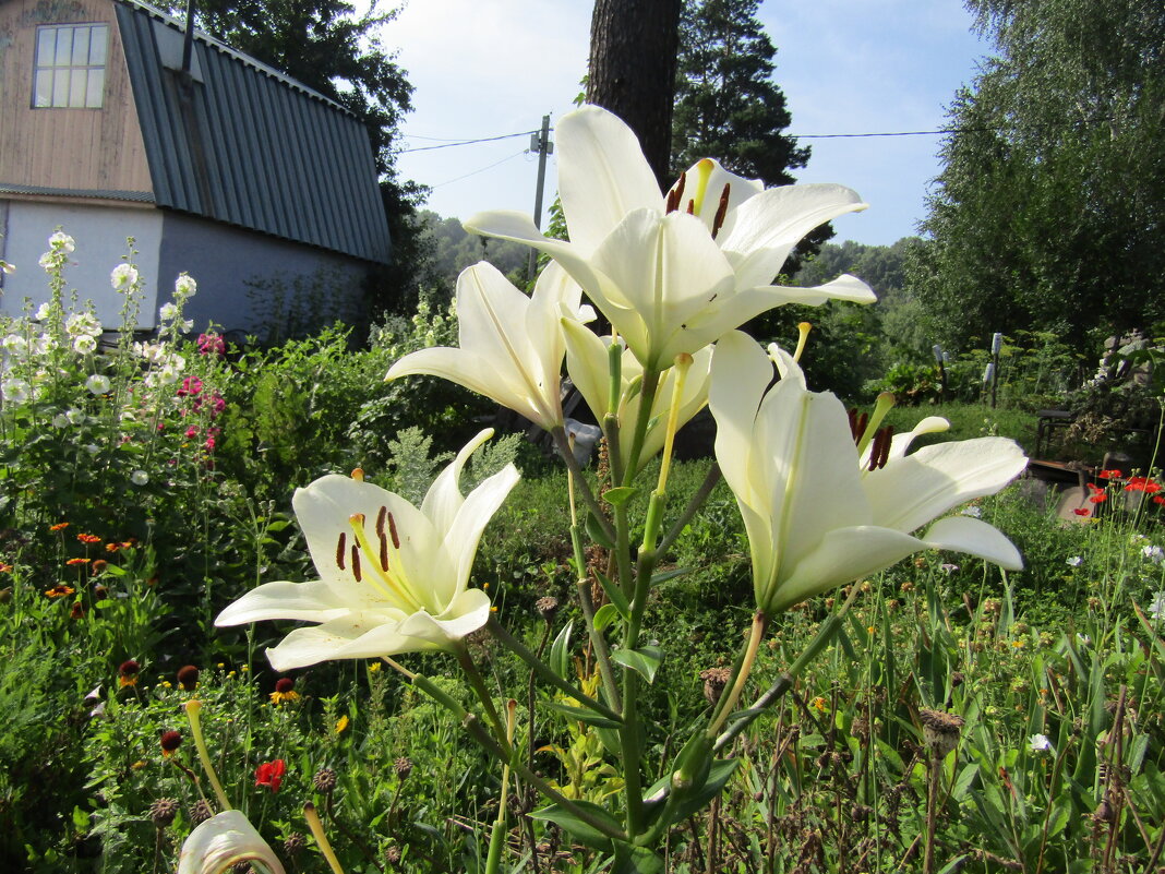 Лилии - Galaelina ***