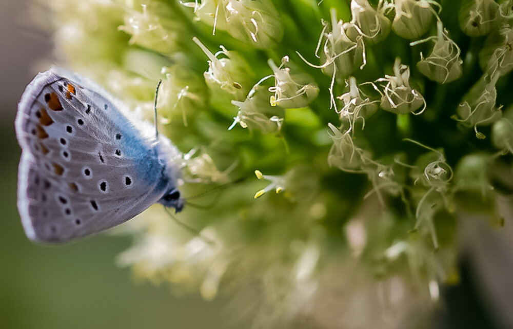 Бабочка на луке - Светлана SvetNika17