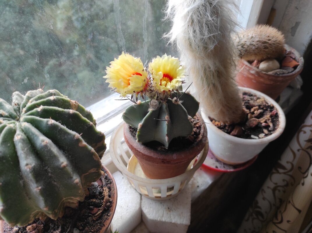 Кактус зацветает... - Игорь Ч.
