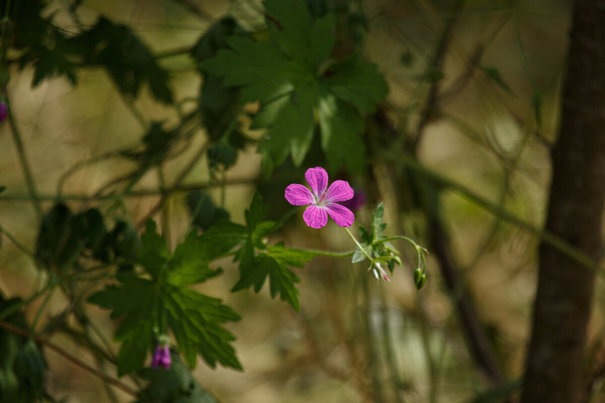 Июльские мгновения - Serega  