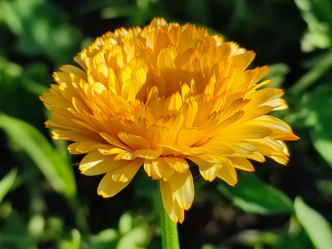 Календула махровая - Валентина Богатко 