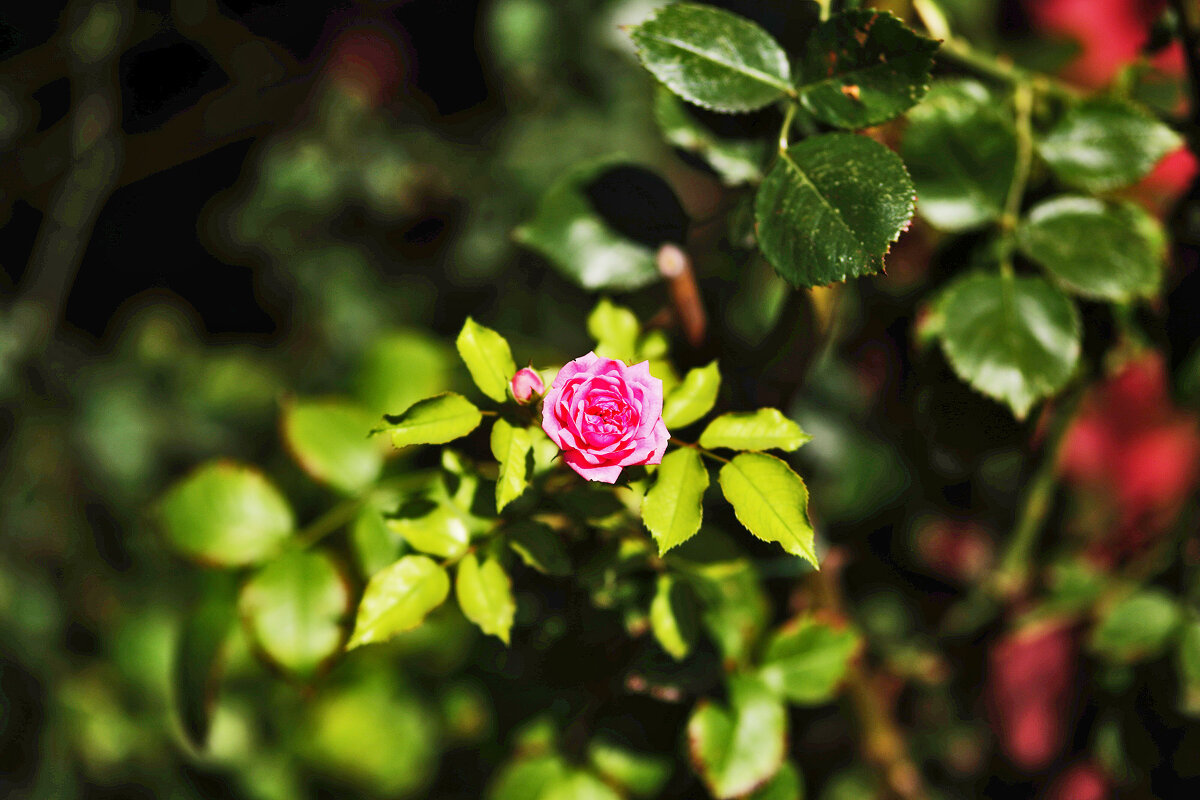 Розочка - Юрий Гайворонскiий