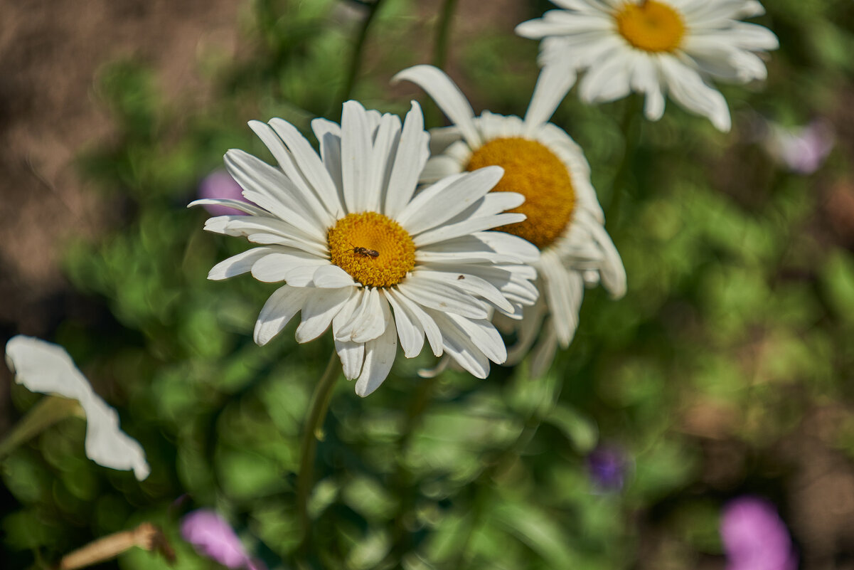 крупная Ромашка - Александр Леонов