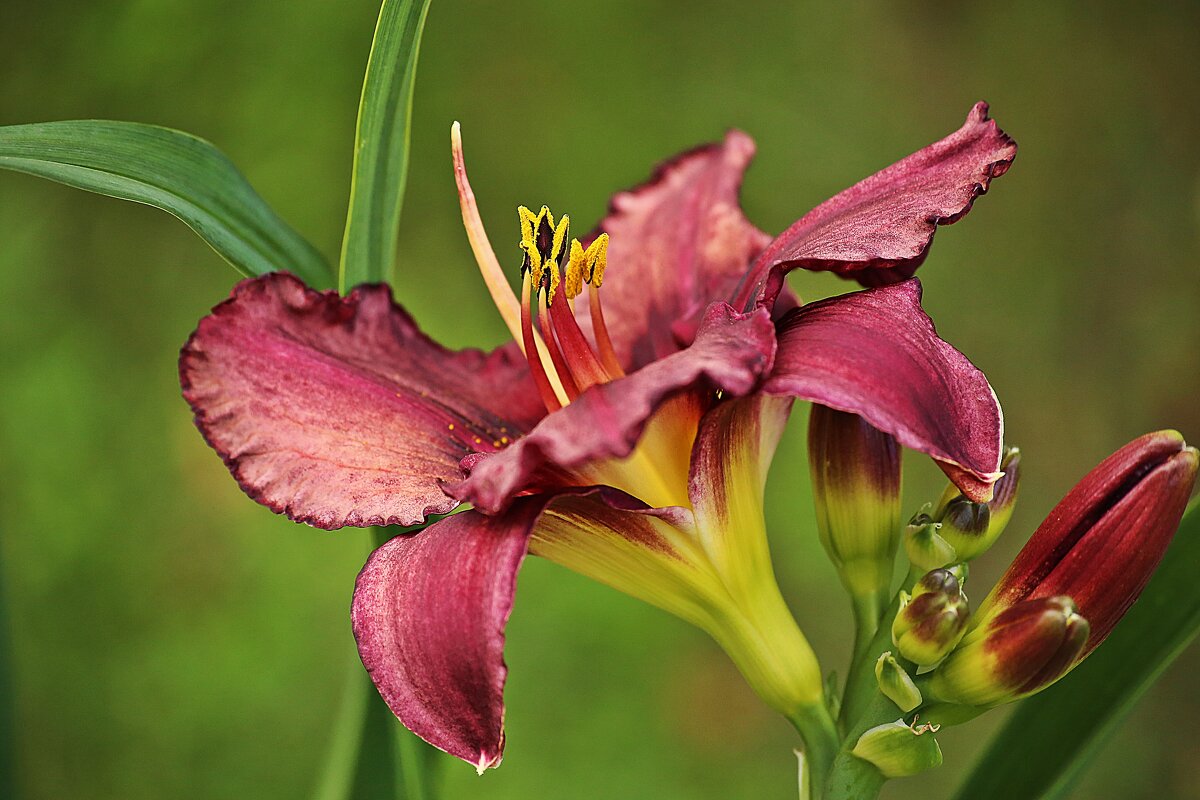 цветок - ставил 