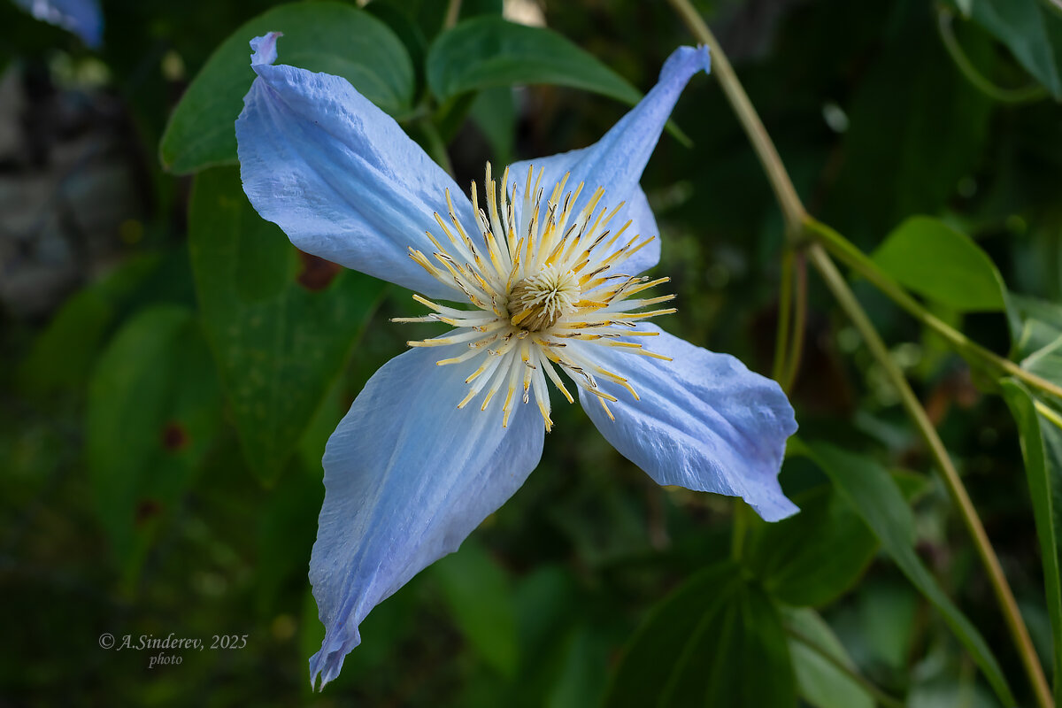 Голубой клематис - Александр Синдерёв