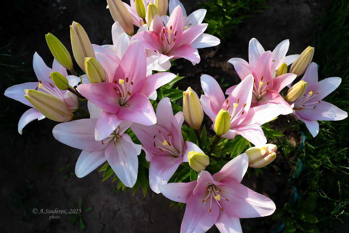 Цветы розовой лилии - Александр Синдерёв