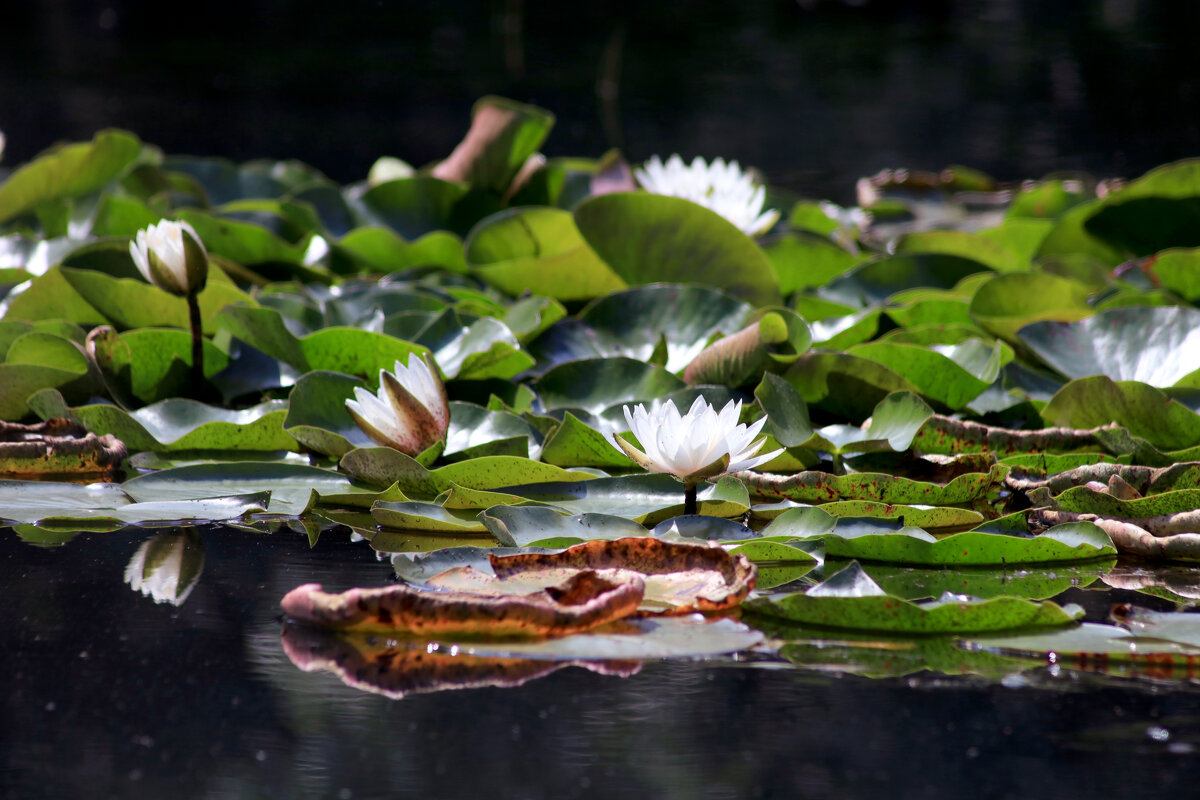 Кувшинки (белые) - Dar(k) Life