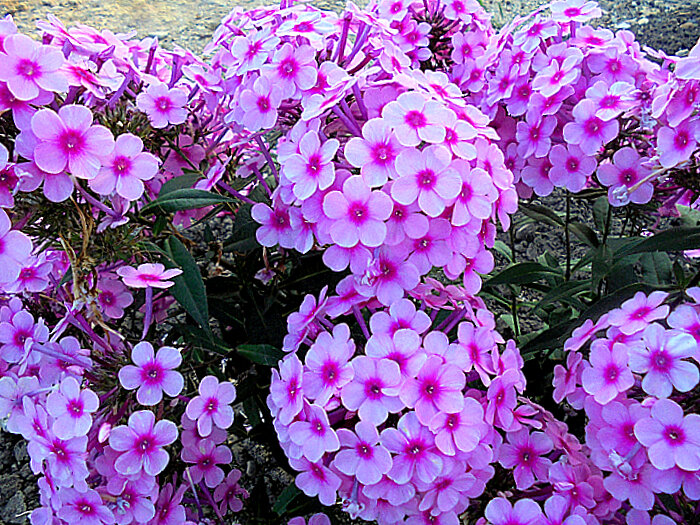 Флоксы - Елена 