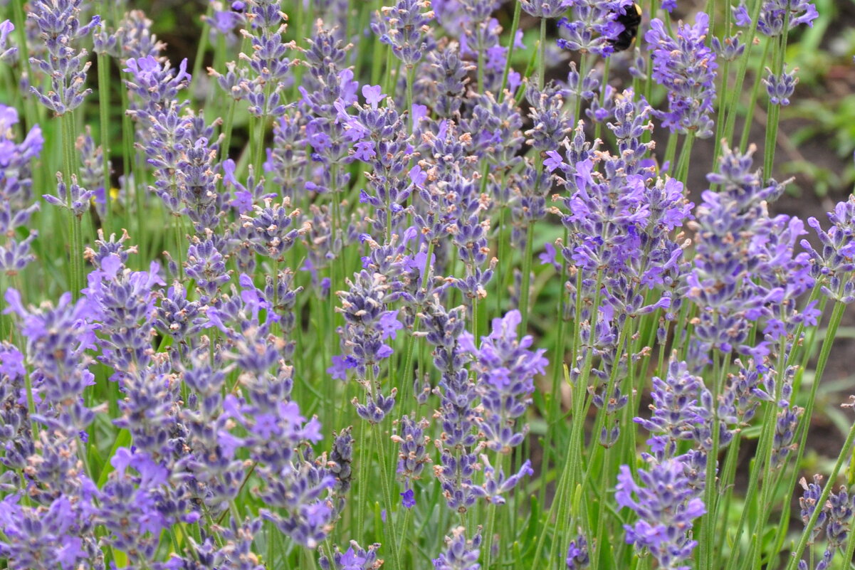 Сиреневый туман (лаванда) - Татьяна Машошина