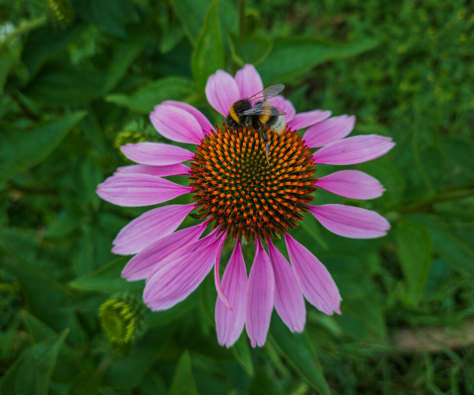 Эхинацея пурпурная. - Борис Калитенко