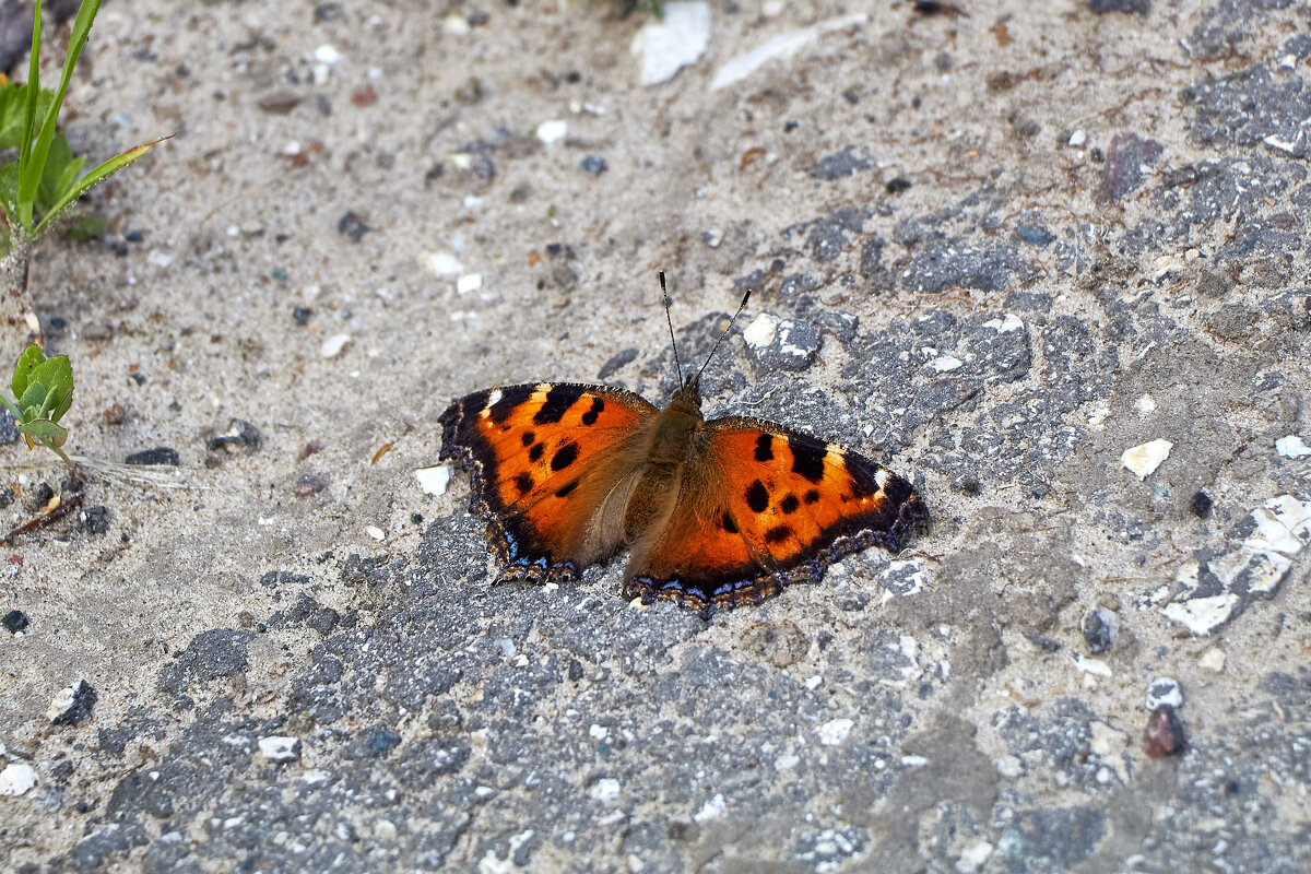 Бабочка - Алексей Р.