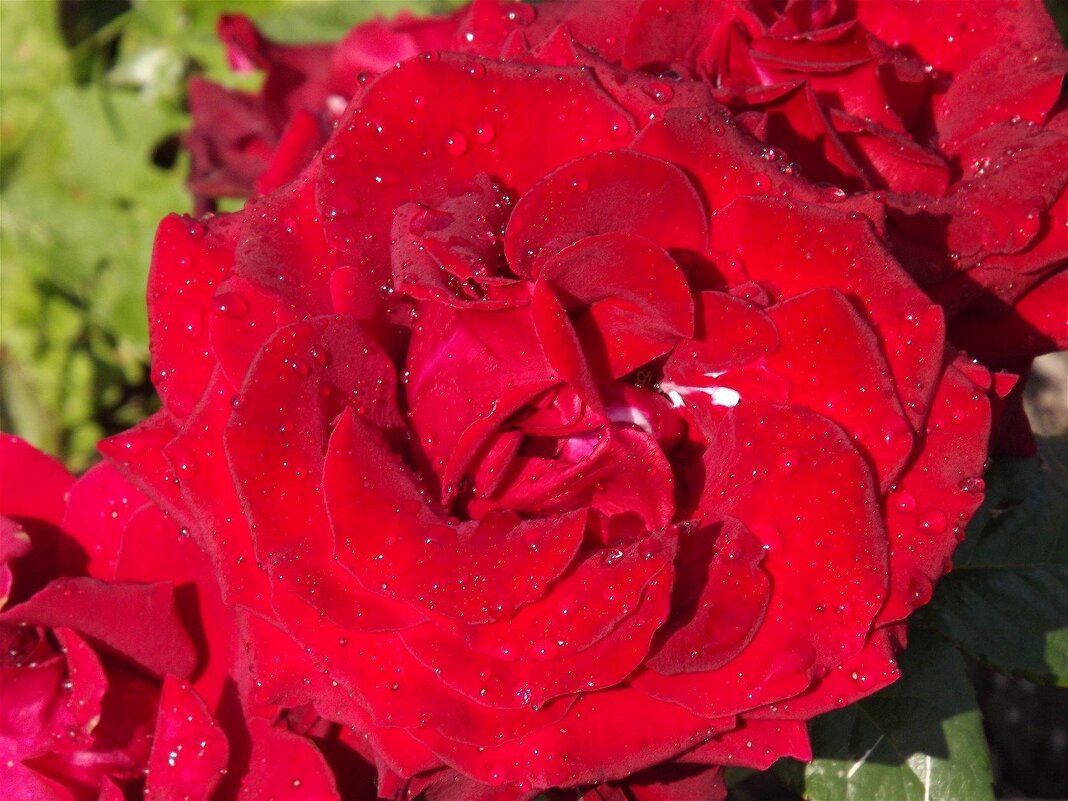 Июльская красавица! - Нина Андронова