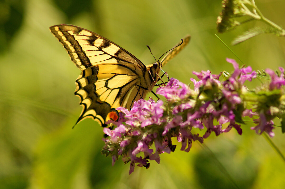бабочки середины лета 10 - Александр Прокудин