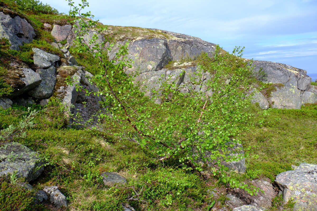 Северная березка - Андрей Зайцев