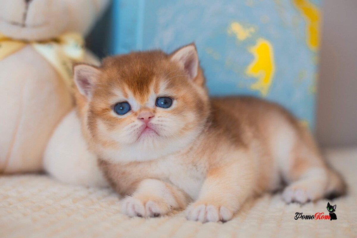 Плюшевый кот - Ольга Кошевая