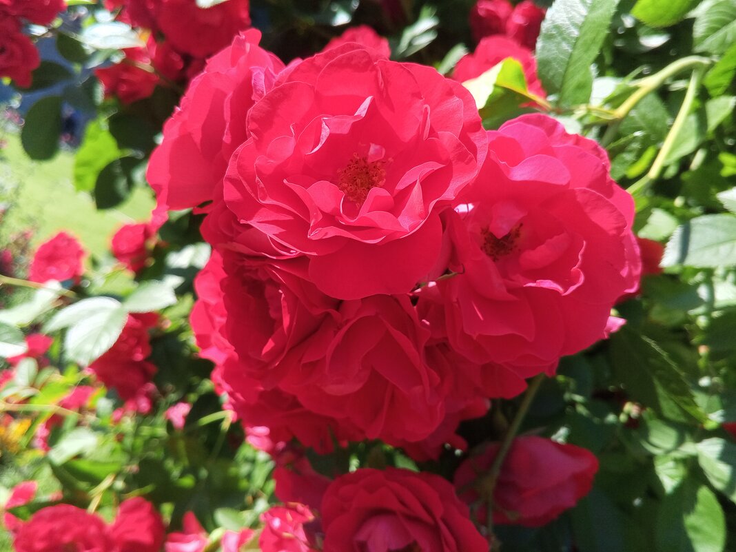 Розы - Сапсан 