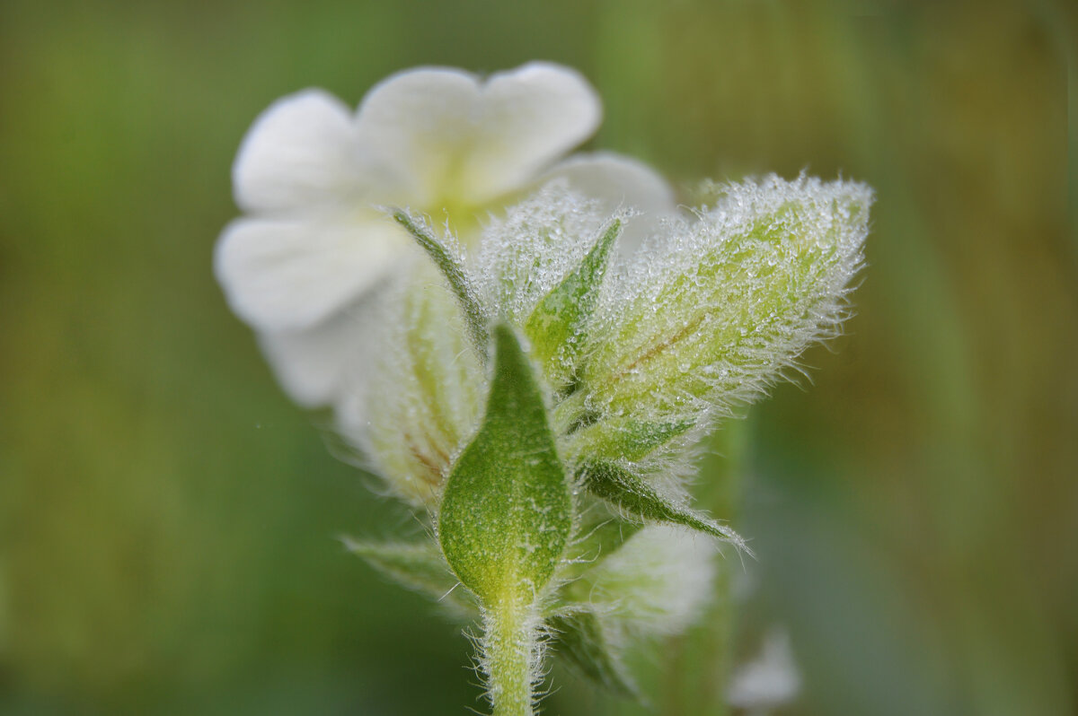 Роса....смолёвка - Надежда Куркина 