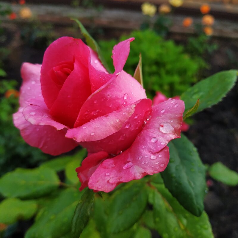 Очень разные розы - Андрей Лукьянов